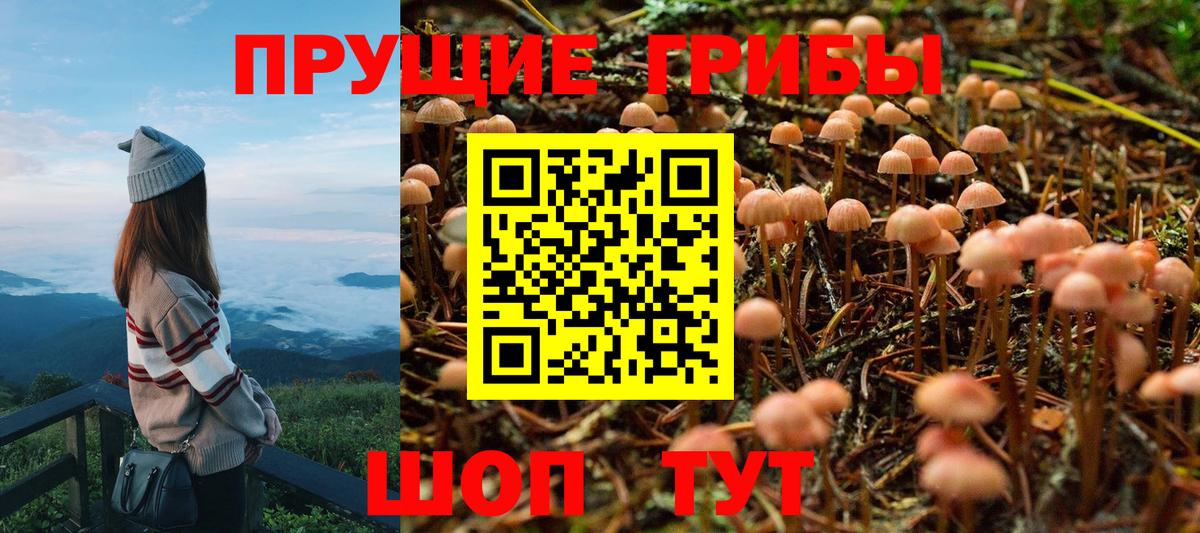 купить наркотики сайты  Вход с VPN  Галлюциногенные грибы мицелий  Павлово  Псилоцибиновые грибы Psilocybe 